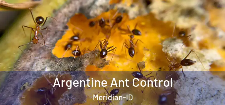 Argentine Ant Control Meridian-ID