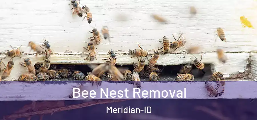 Bee Nest Removal Meridian-ID