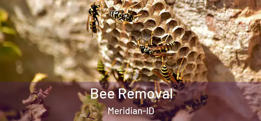  Bee Removal Meridian-ID