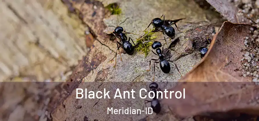 Black Ant Control Meridian-ID