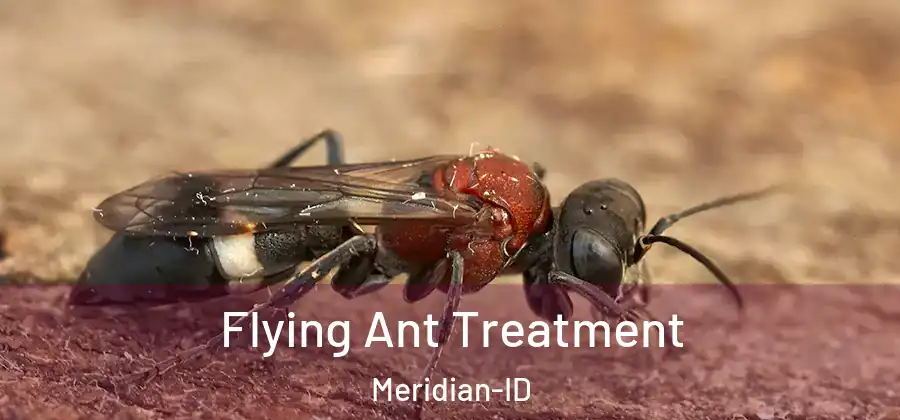 Flying Ant Treatment Meridian-ID