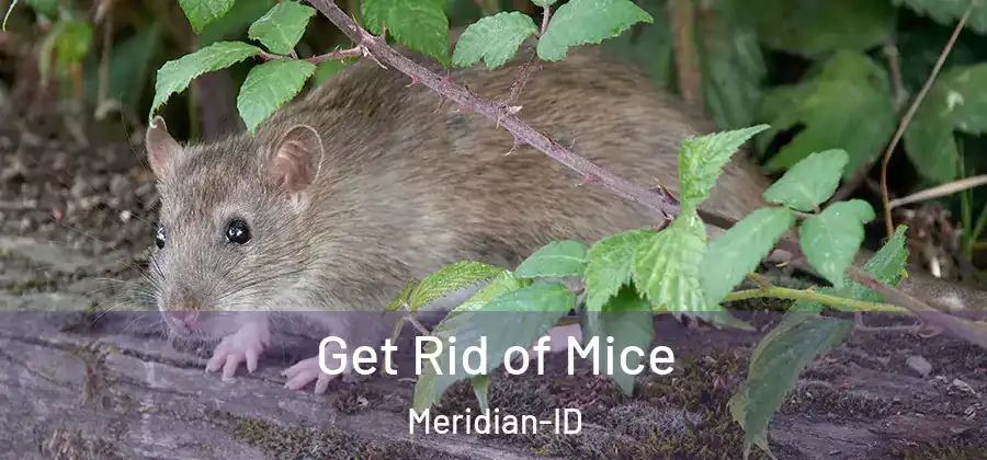 Get Rid of Mice Meridian-ID