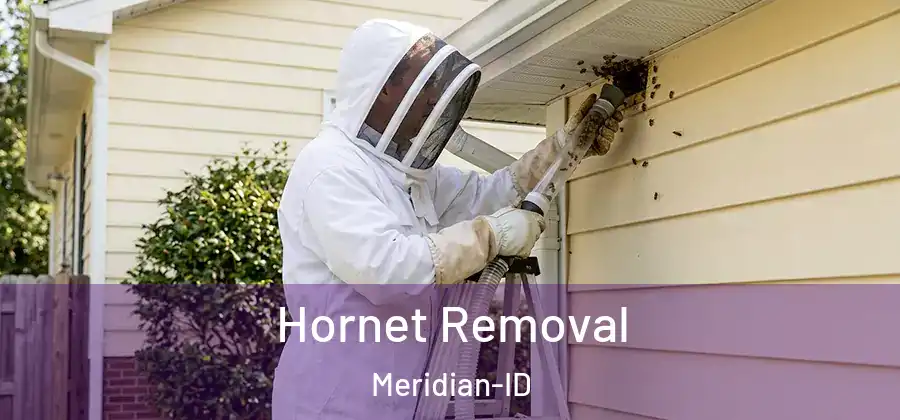  Hornet Removal Meridian-ID