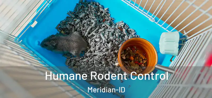  Humane Rodent Control Meridian-ID