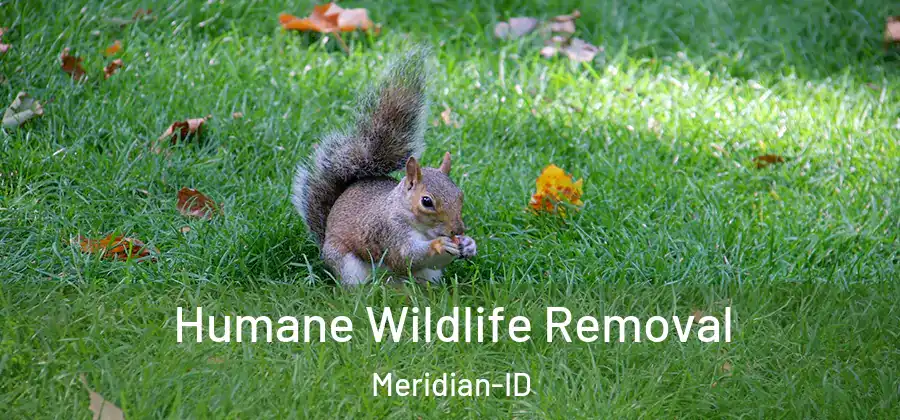 Humane Wildlife Removal Meridian-ID
