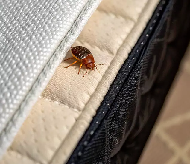 Bed Bug Exterminator Experts You Can Trust in Meridian, ID