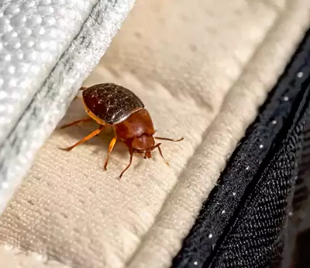 Trusted Bed Bug Prevention Specialists in Meridian, ID