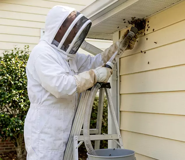 Your Affordable Bee Removal Company in Meridian, ID
