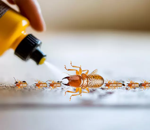 Reliable Bora Care Termite Experts in Meridian, ID