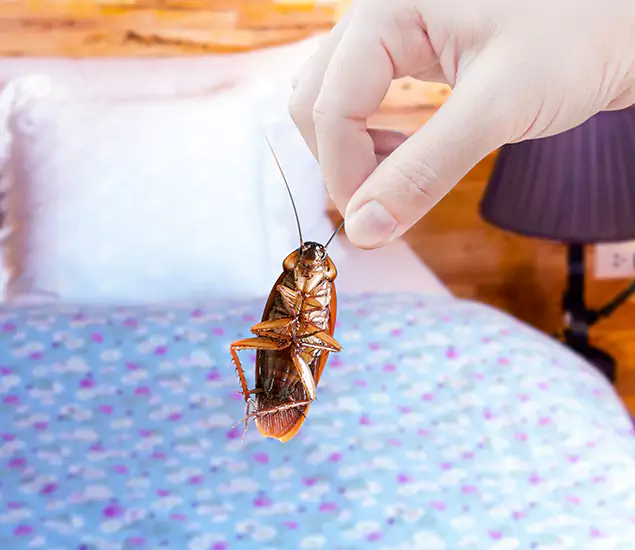 Expert Roach Control Services: Your Cockroach Pest Control in Meridian, ID