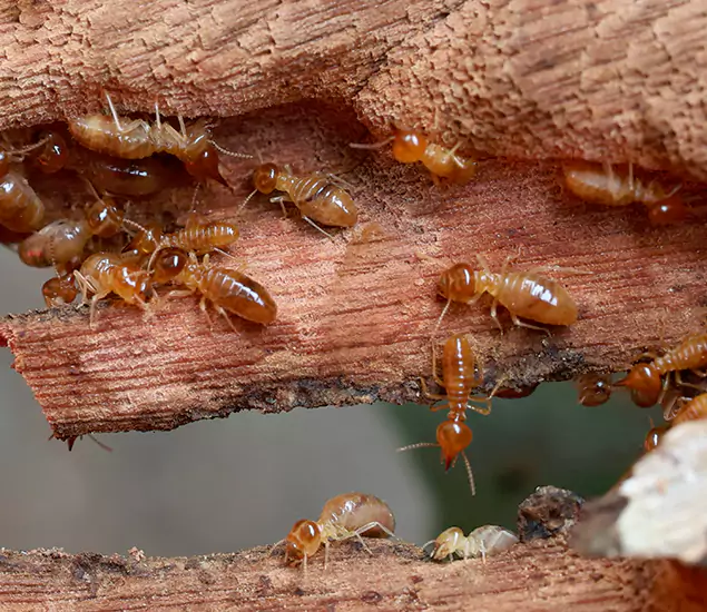 About Our Drywood Termite Treatment Experts in Meridian, ID