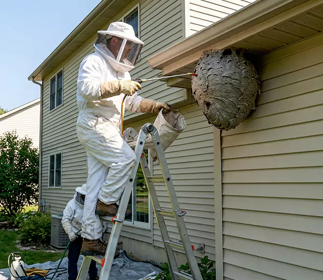 Expert Wasp Nest Removal: Your Local Wasp Nest Removal Company in Meridian, ID