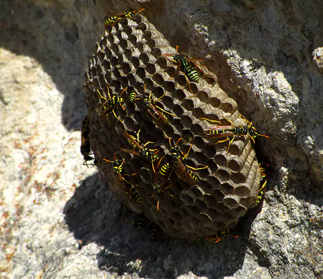 Your Local Hornet Removal Company in Meridian, ID