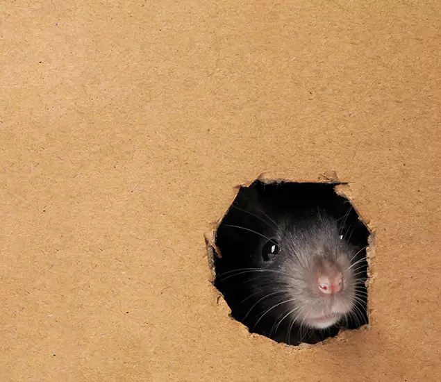 Rats in Attic Removal Experts in Meridian, ID