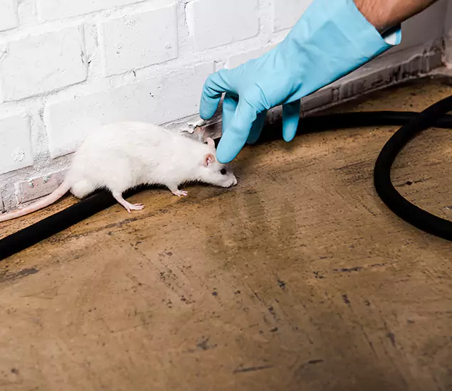 About Rodent Control Experts in Meridian, ID