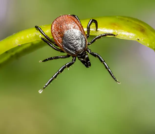 Your Trusted Tick Pest Control in Meridian, ID