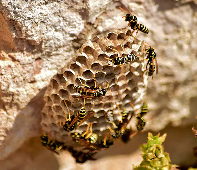 Your Best Wasp Removal Company in Meridian, ID