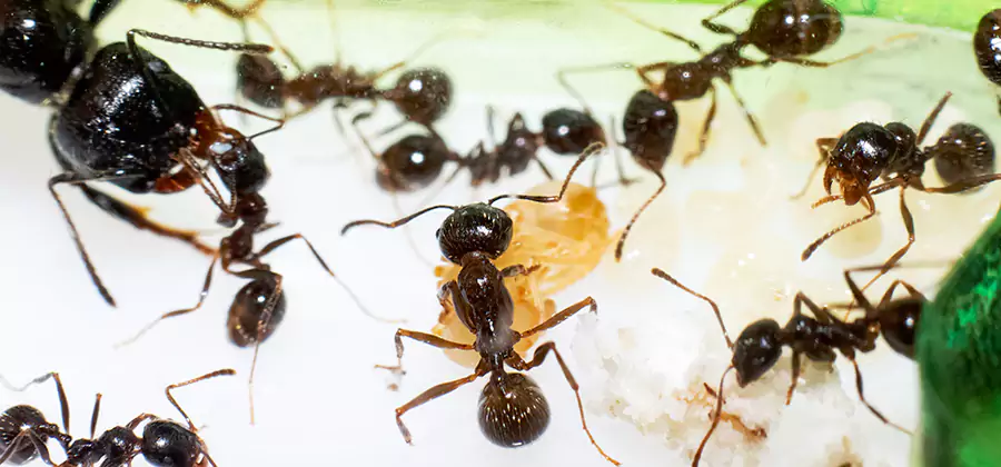 Argentine Ant Barrier Treatment in Meridian