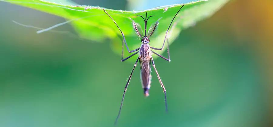 Natural Mosquito Spray for Yard in Meridian