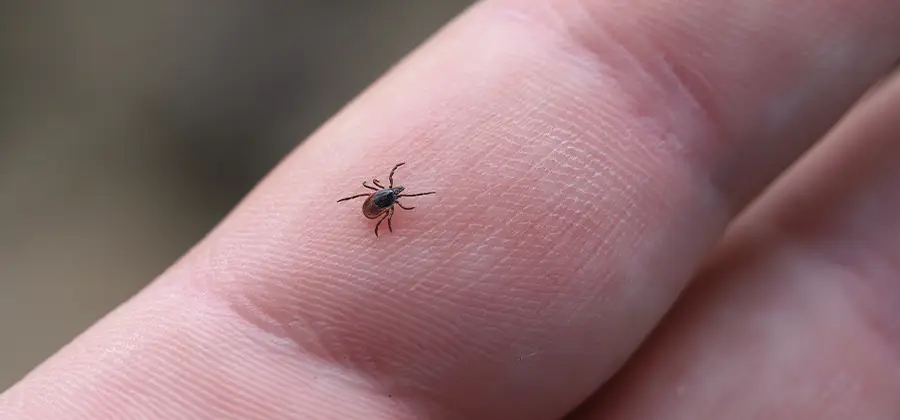 Infection Prevention for Bed Bug Bites in Meridian