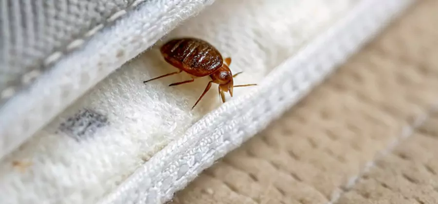 Tenting Bed Bug Fumigation in Meridian