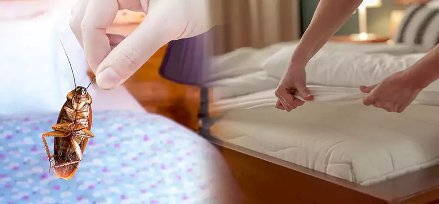 Bed Bug Home Extermination Service in Meridian