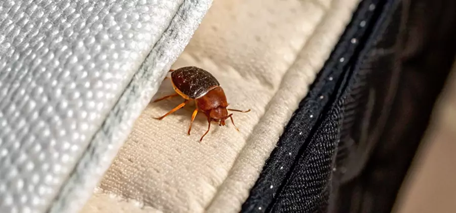 Commercial Bed Bug Control in Meridian