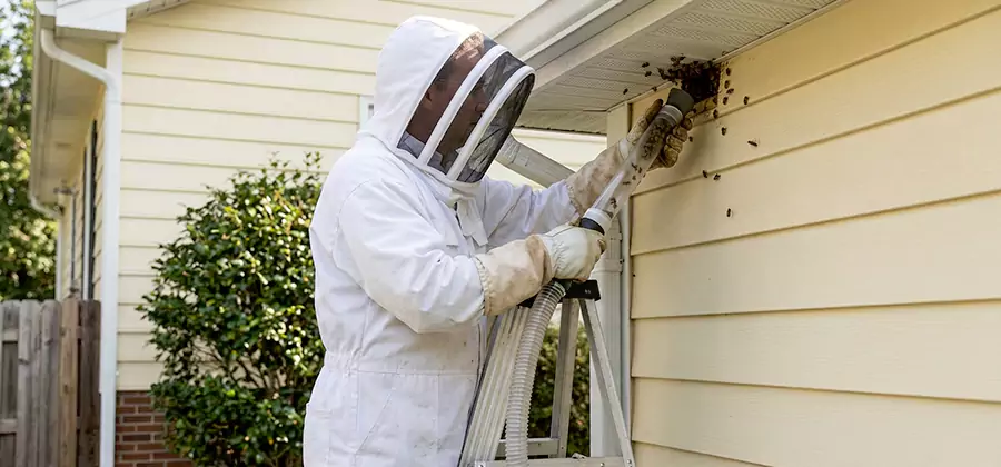 Ground Bee Removal in Meridian