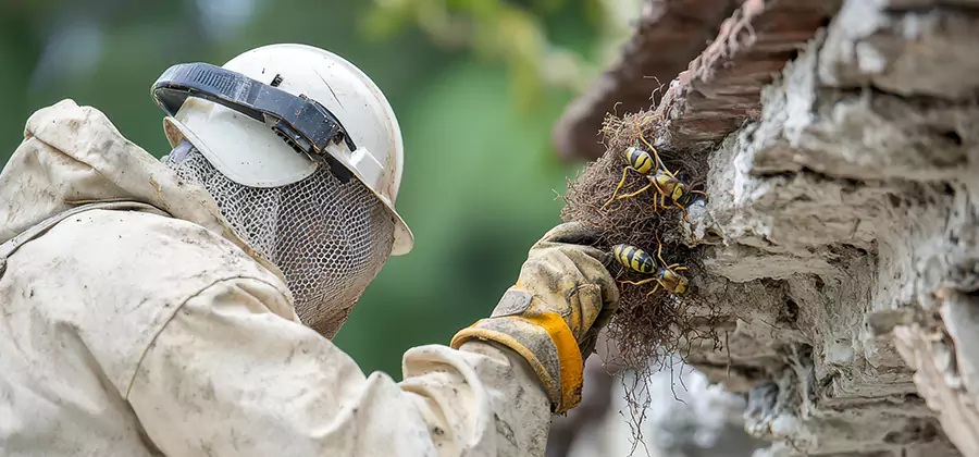 Bee and Wasp Hornet Removal in Meridian
