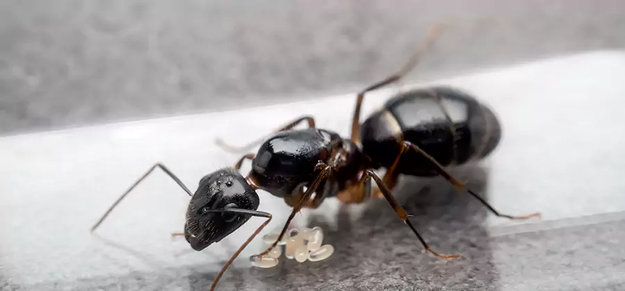Black Ants in Kitchen Elimination in Meridian