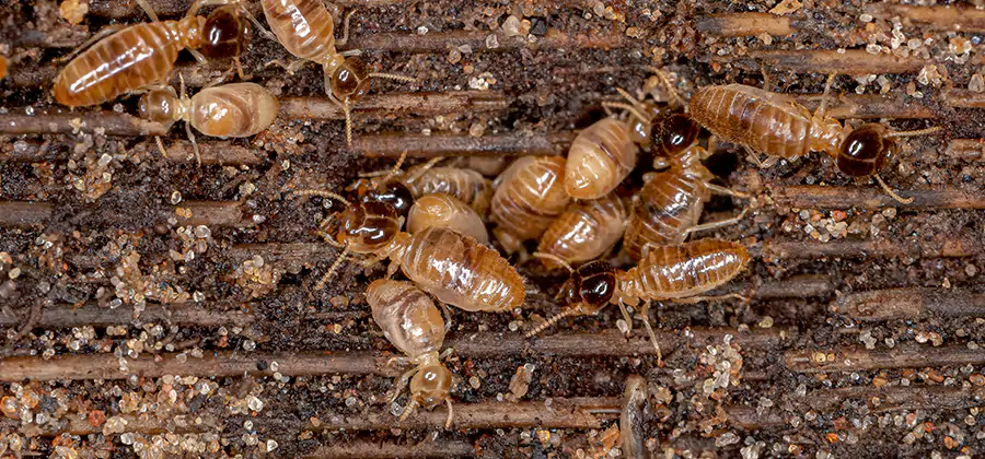 Bora Care Residential Termite Control in Meridian
