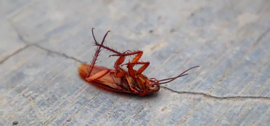 Cockroach Eradication for Commercial Properties in Meridian