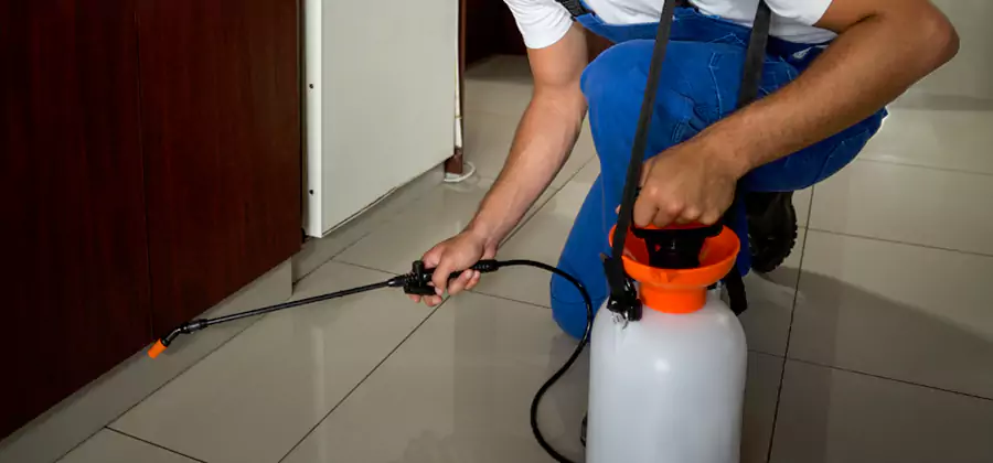 Palmetto Bug Exterminator in Meridian