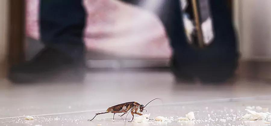 Roach House Treatment Meridian