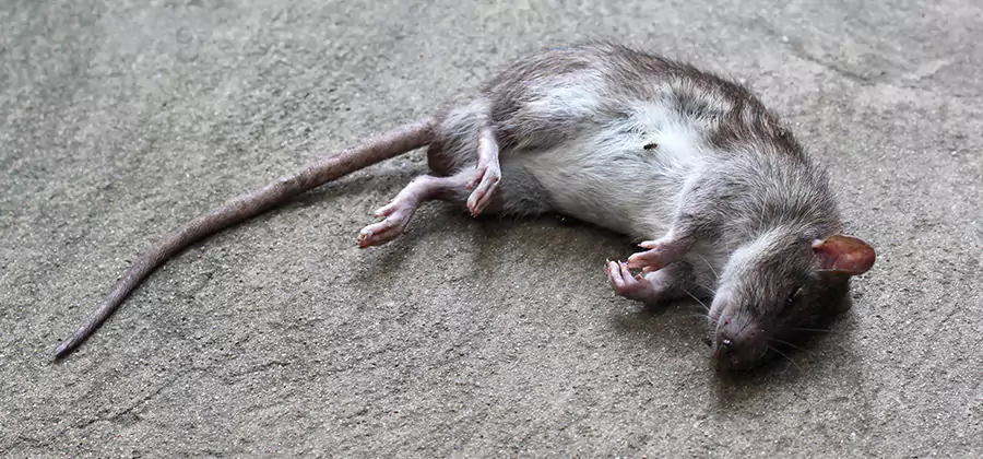 Dead Rat Disposal in Meridian