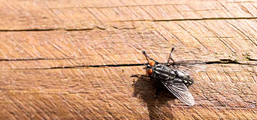Flying Ant Barrier Treatment in Meridian