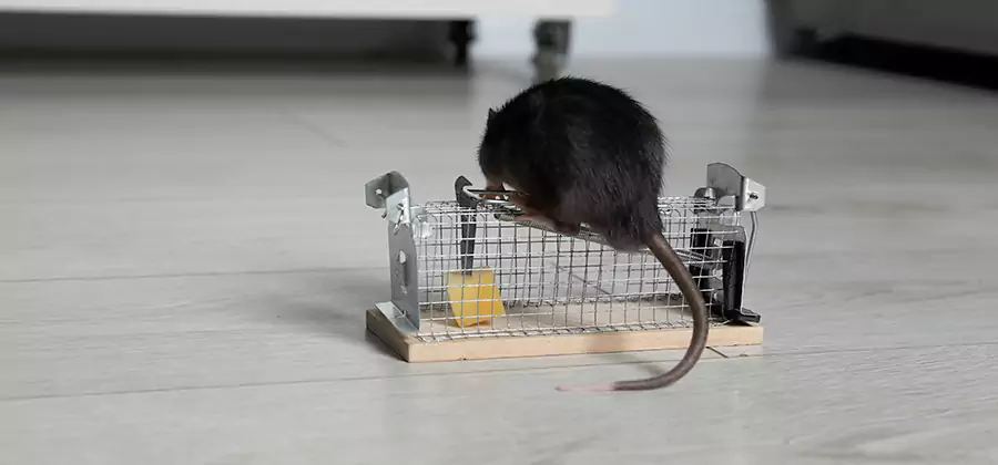 Mice in Attic Removal Meridian