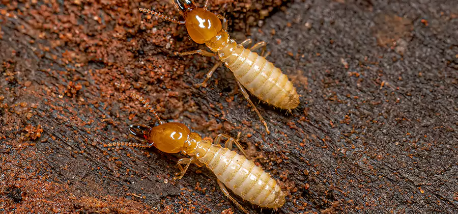 Structural Heat Termite Treatment in Meridian