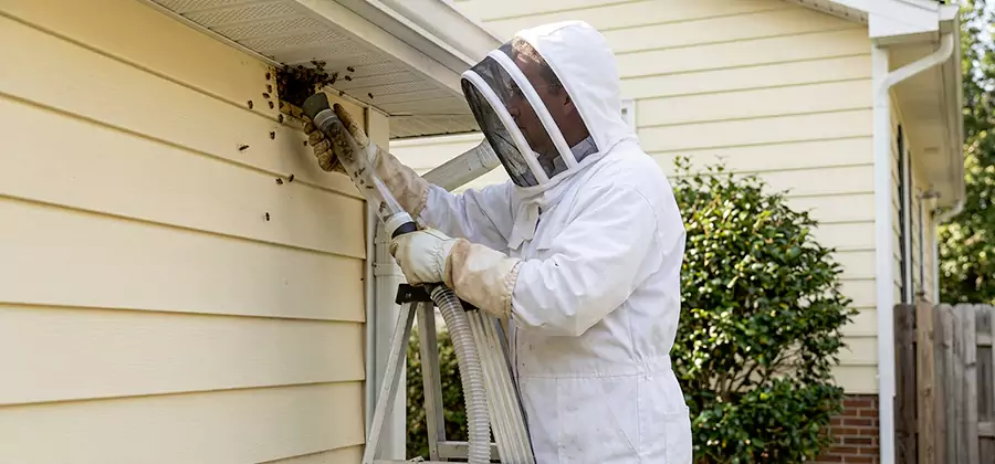 Wasp Nest in Wall Removal in Meridian