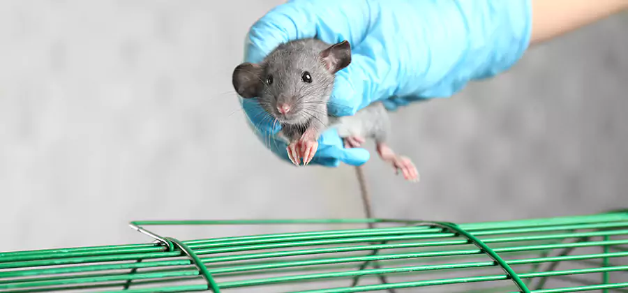 Humane Rat Trapping in Meridian