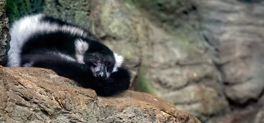 Humane Skunk Removal in Meridian