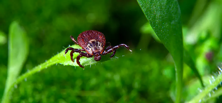 Tick Prevention for Yard in Meridian