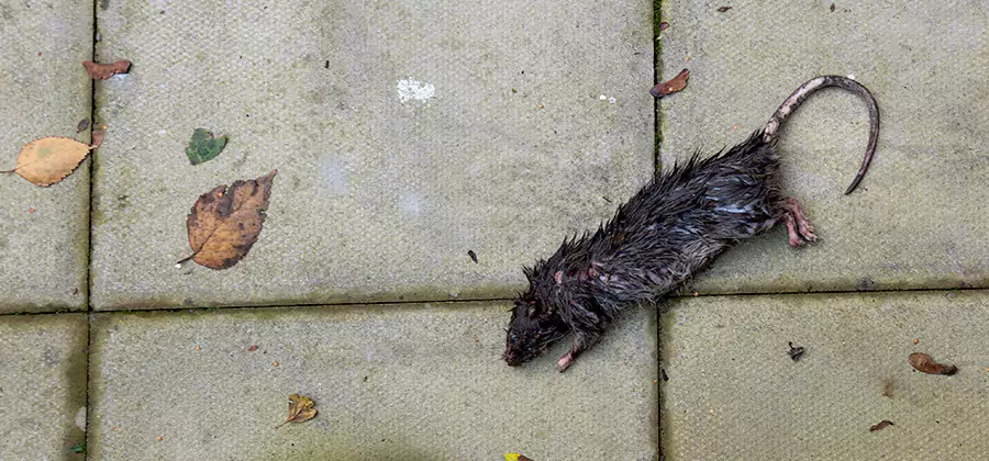 Mice in the Attic Removal in Meridian
