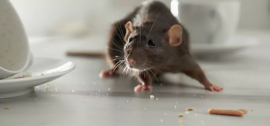 Rodent Feces Removal in Meridian