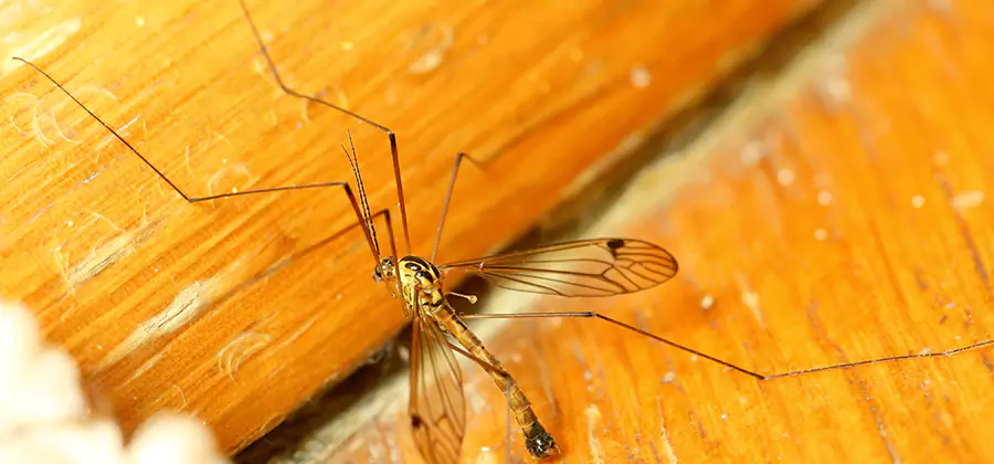 Exterior Mosquito Control in Meridian