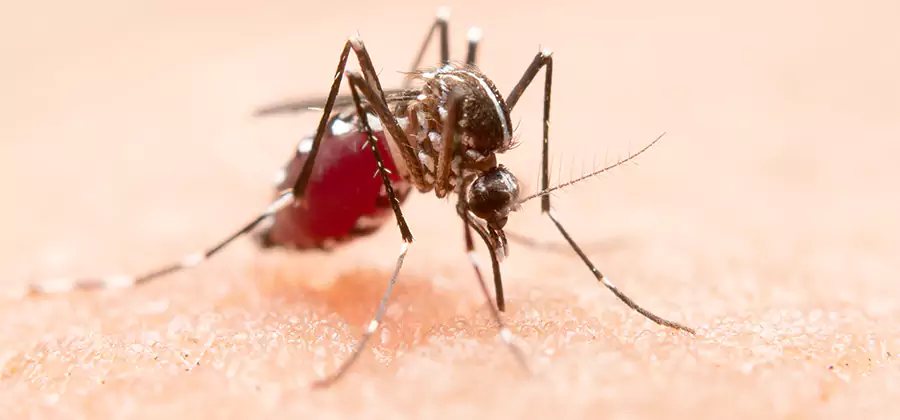 Indoor Mosquito Killer and Interior Control in Meridian