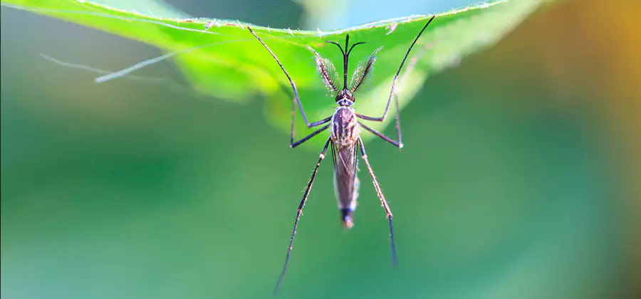 Home Defense Insect Killer in Meridian
