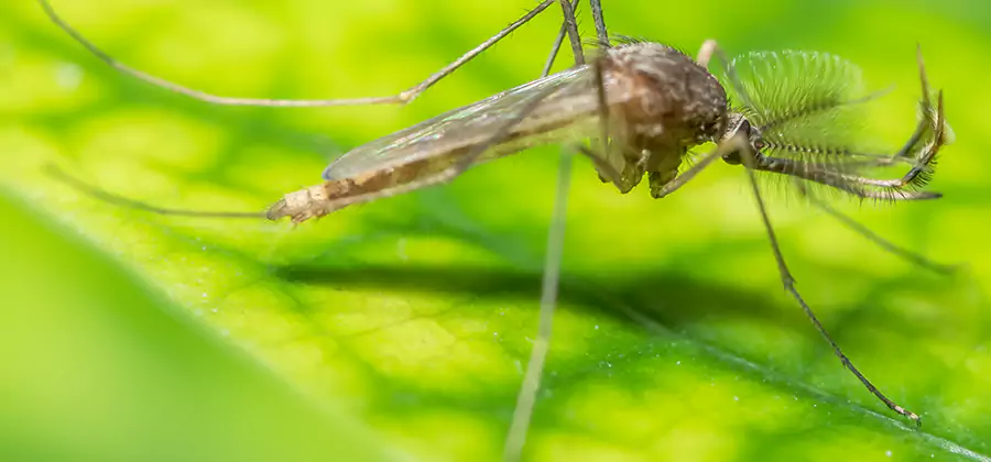 Herbal Mosquito Repellent Treatment in Meridian