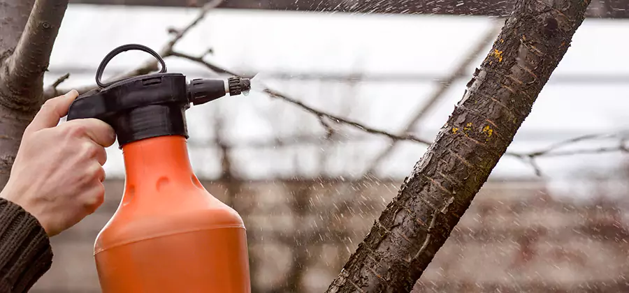 Orange Oil Structural Cavity Treatment in Meridian