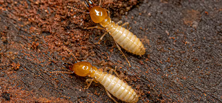 Natural Ant Hill Killer Treatment in Meridian